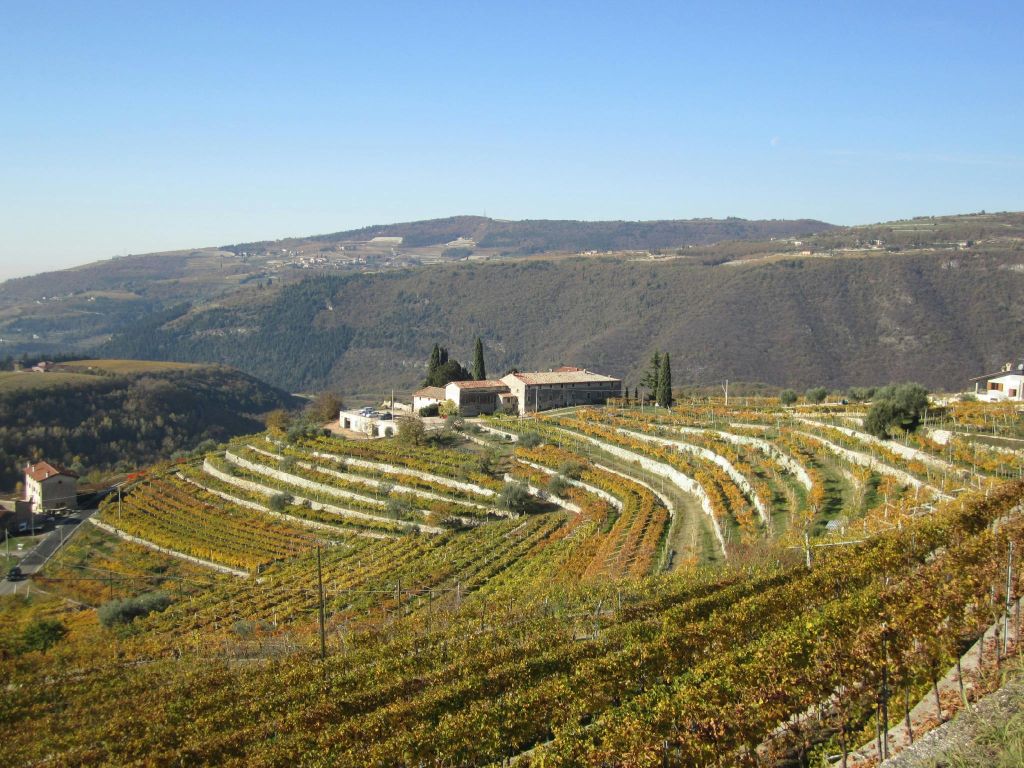 계단식 포도밭, 몇 채의 건물, 저 멀리 맑고 푸른 하늘 아래 산이 있는 언덕의 포도원.