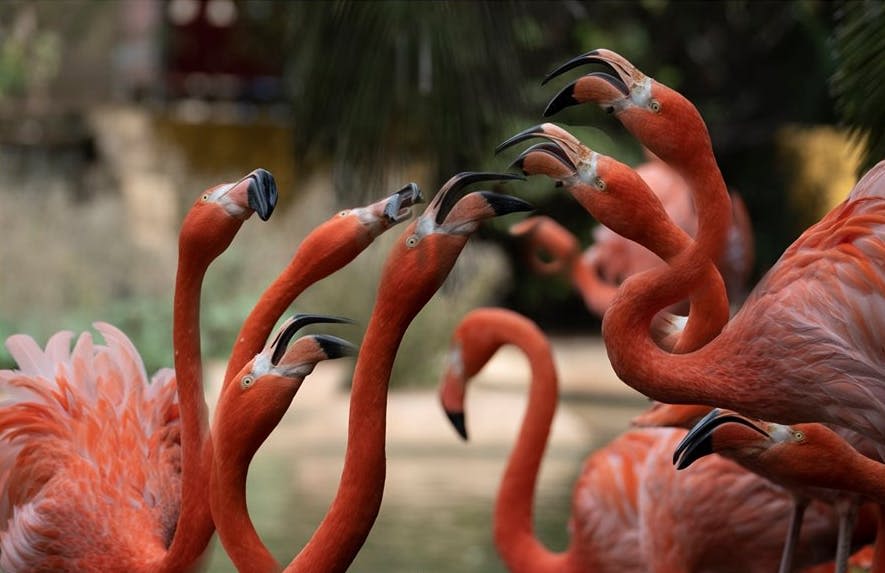 흐릿한 녹색 식물로 둘러싸인 곡선 목과 열린 부리가 있는 플라밍고 그룹.