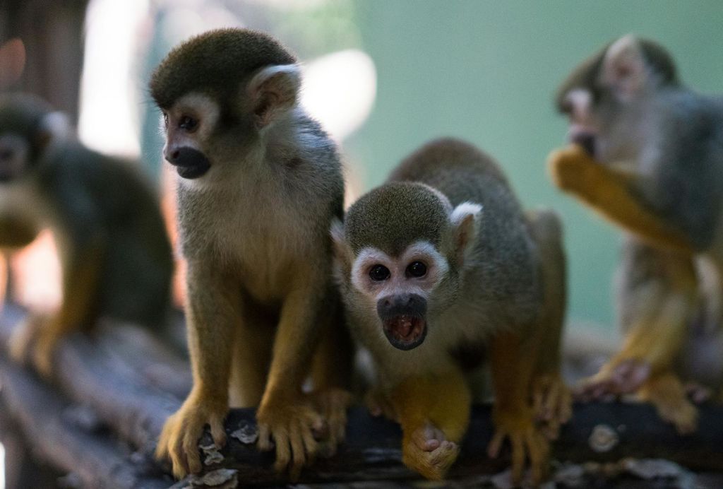 가지에 다람쥐원숭이 세 마리가 보이며, 한 마리는 입을 벌리고 있다. 배경이 흐릿한 녹색입니다.