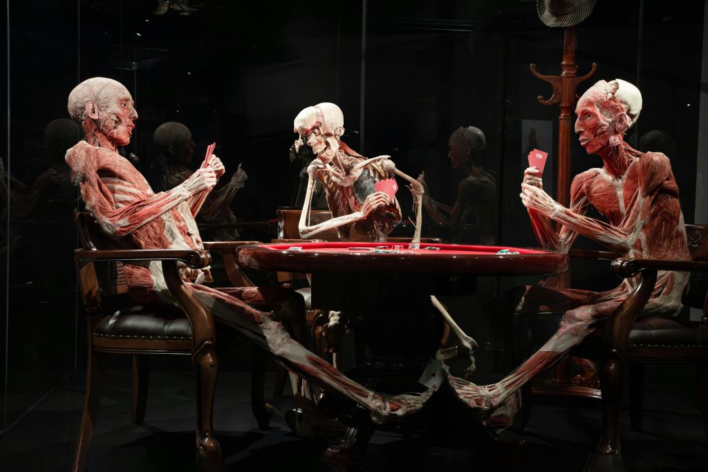 근육과 뼈가 노출된 두 가지 해부학 모델이 테이블에 앉아 카드를 들고 게임을 하고 있습니다.