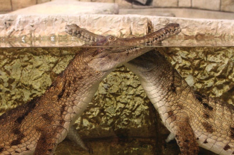 만달레이 베이 호텔 & 리조트의 샤크 리프 아쿠아리움