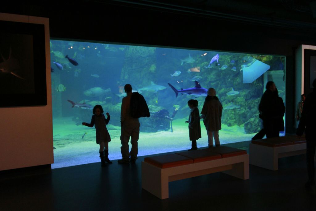 4명이 대형 수족관 탱크에 실루엣으로 앉아 다양한 물고기와 상어가 헤엄치는 모습을 지켜보았습니다. 벤치가 전면에 있습니다.