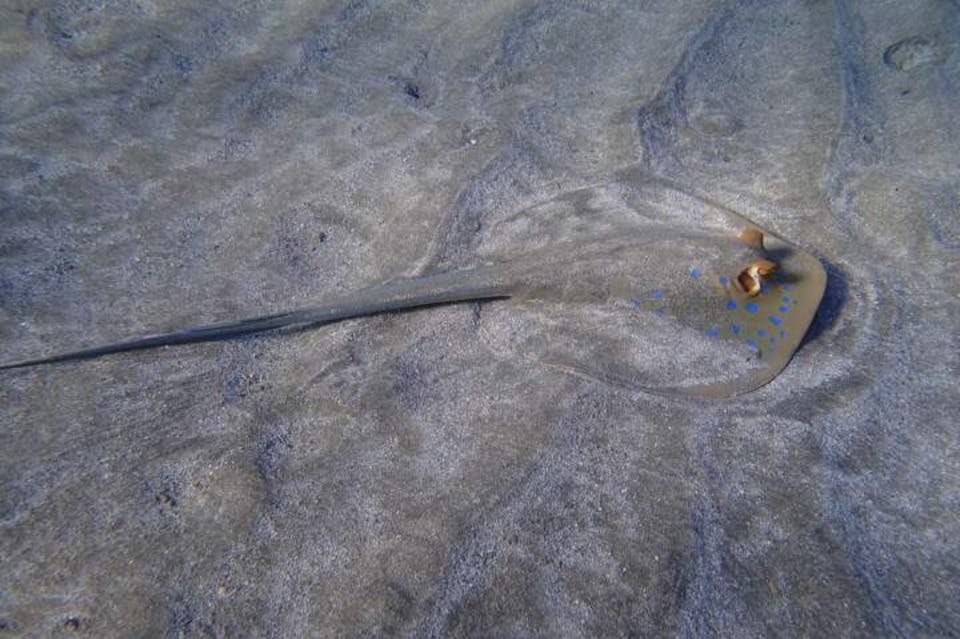 eagel-ray-abu-dabbab-beach