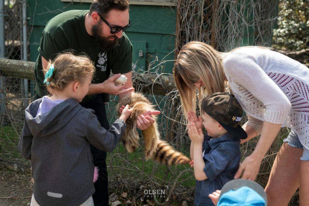 어린이 2명과 성인 2명이 야외에서 너구리와 소통합니다. 어른들은 아이들이 동물을 부드럽게 만지는 것을 돕습니다.