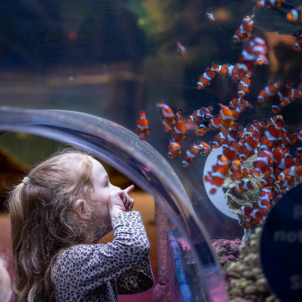 한 어린이가 수족관의 유리창을 통해 광어 학교를 흥미진진하게 지켜보고 있습니다.