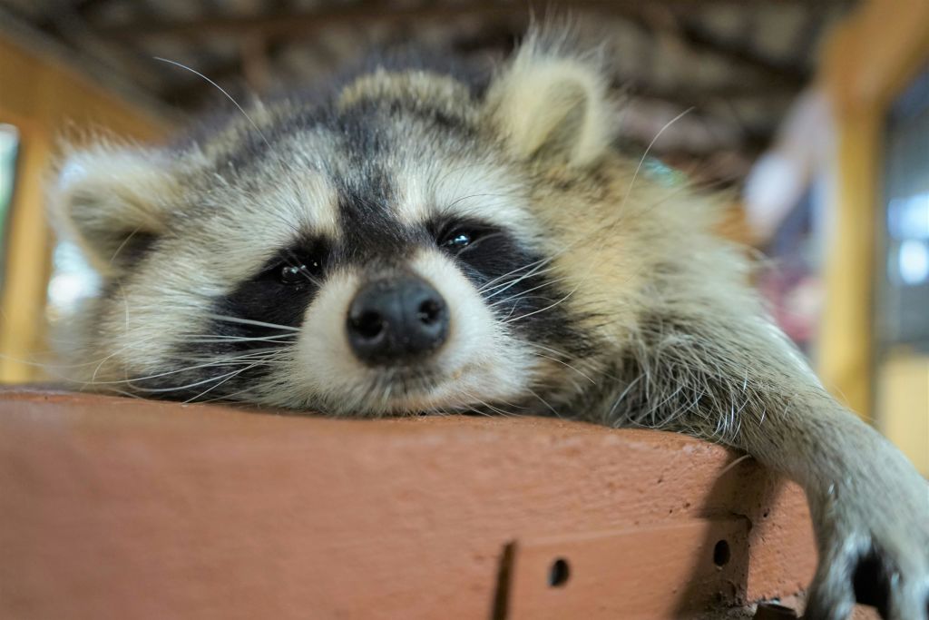 너구리는 머리와 발이 나무 표면에 놓여 카메라를 직접 바라보고 있습니다.