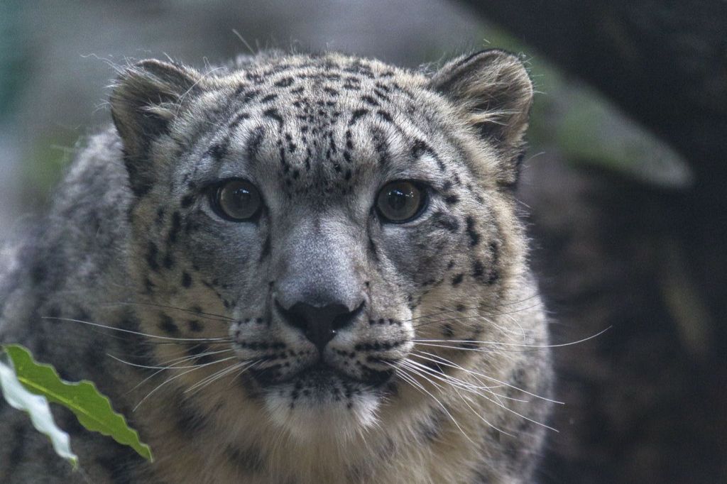 샌디에고 동물원