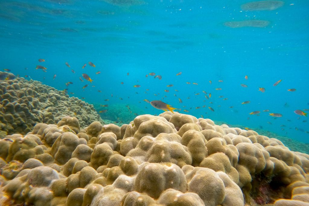 스노클링과 수중 낙원 탐방