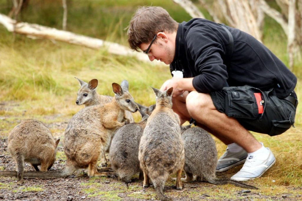 손으로 직접 캥거루와 왈라비를 먹일 수 있는 기회를 잡으세요
