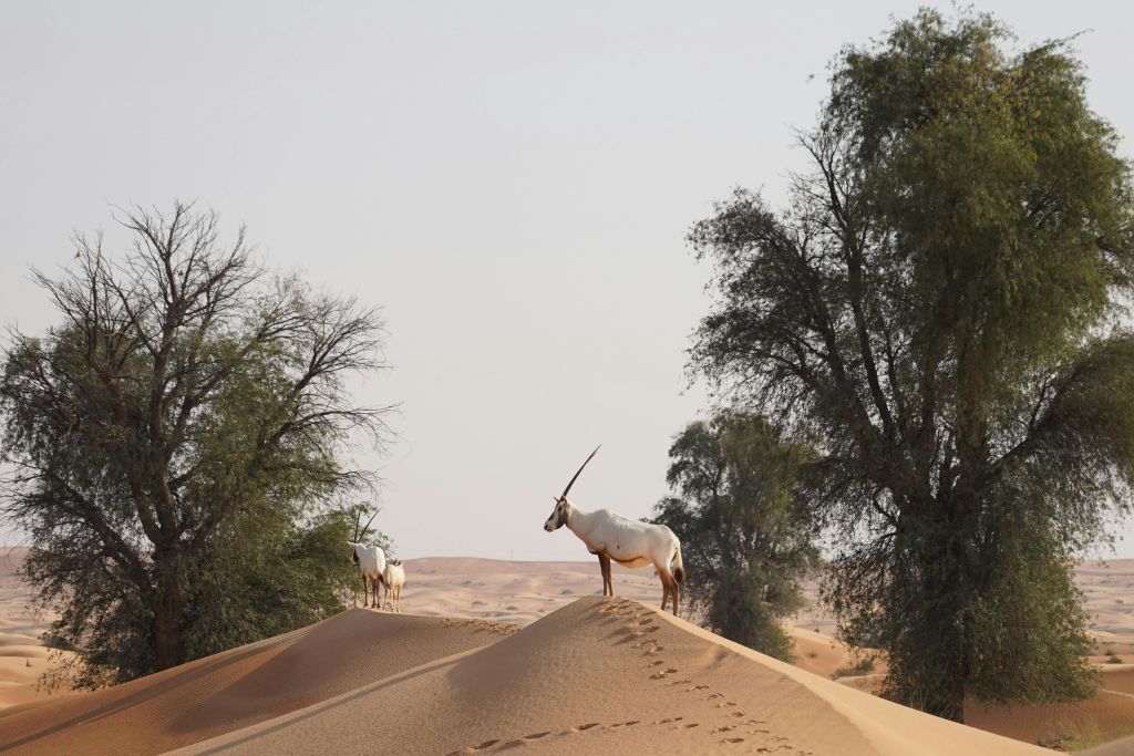 플래티넘 헤리티지: 빈티지 랜드로버 또는 낙타 캐러밴으로 즐기는 헤리티지 사파리
