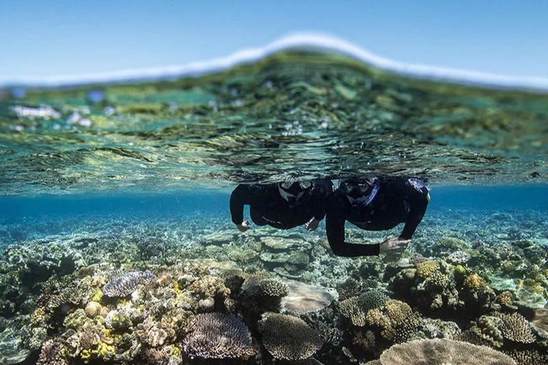 바이퍼: 아우터그레이트배리어리프 + 화이트헤이븐 + 힐인렛