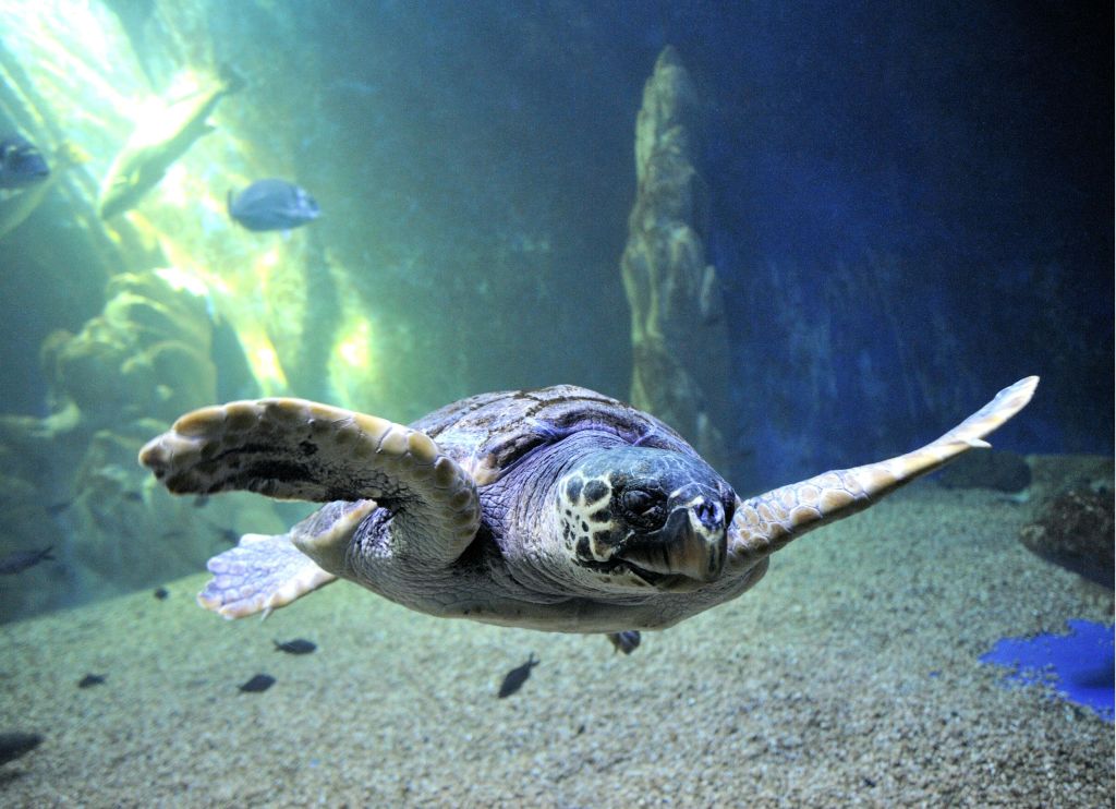 바다거북이 모래바닥 근처에서 물속을 헤엄치고 있으며, 작은 물고기를 배경으로 물속을 가볍게 걸러내고 있습니다.