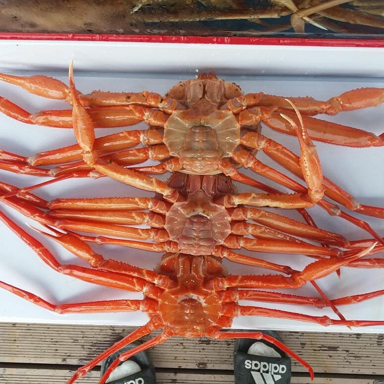바다랑 대게