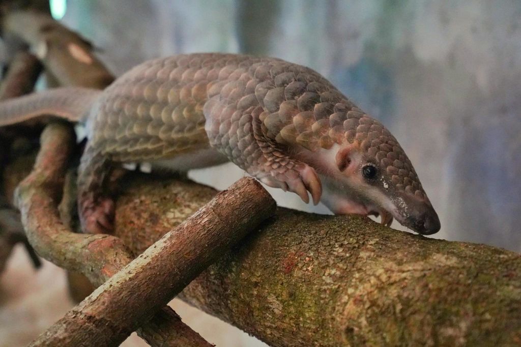 탐분이포의 잃어버린 세계