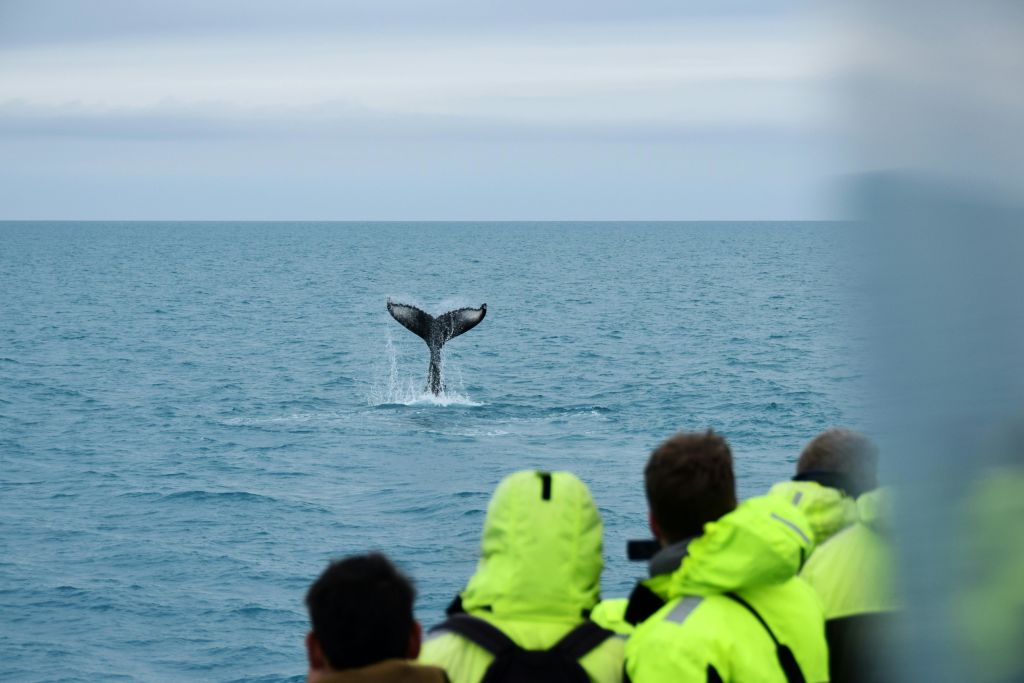 노란 재킷을 입은 사람들이 보트에서 수면 위로 고래의 꼬리를 관찰하고 있습니다.