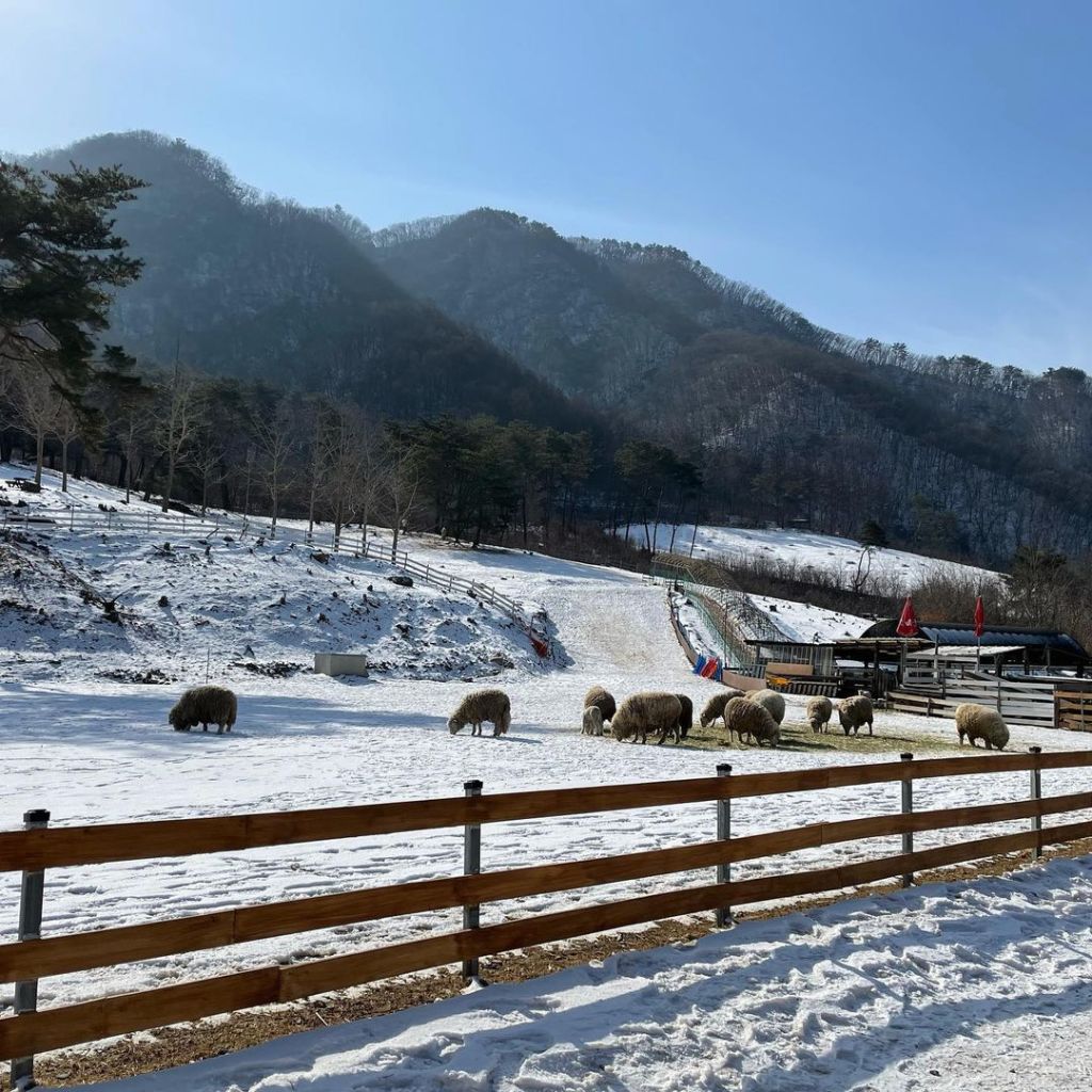 해피 초원 목장