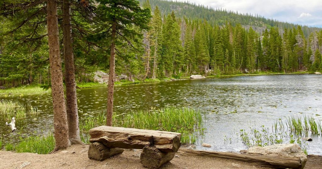 탁한 하늘 아래 높이 솟은 푸른 나무와 수초로 둘러싸인 잔잔한 숲 호수가 있는 소박한 나무 벤치.