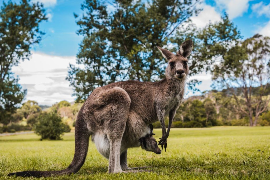 베스트 야생동물 투어