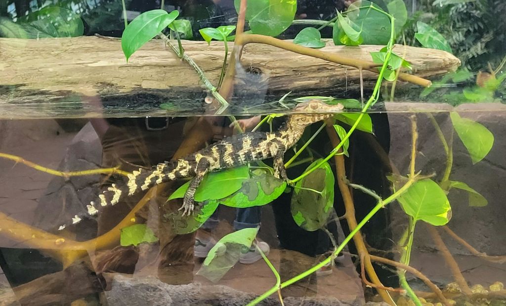 나뭇잎과 나뭇가지를 배경으로 사람들의 다리가 보이는 물에 부분적으로 잠긴 탱크 속의 작은 악어.