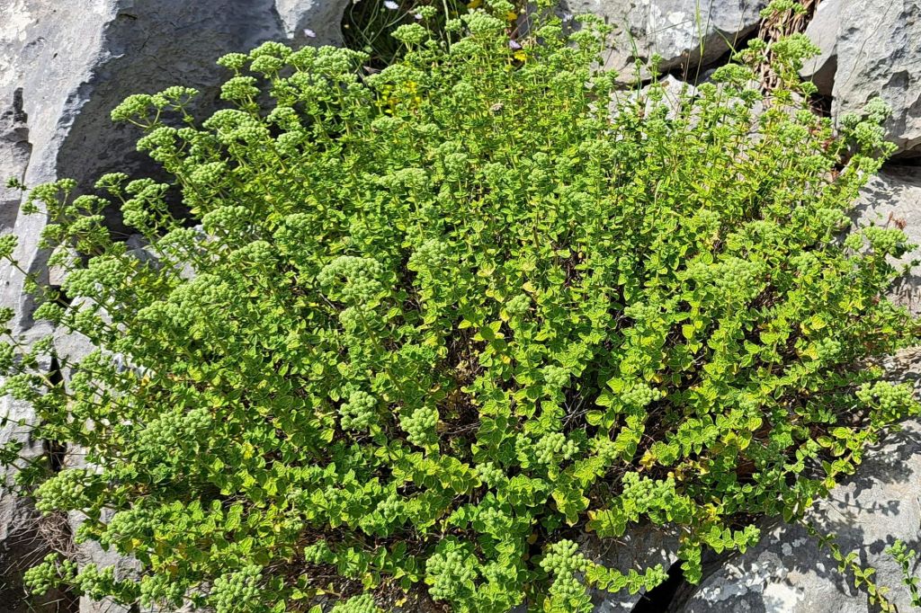 라시티 고원에서 만나는 오레가노 허브