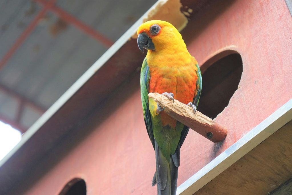 주황색, 노란색, 녹색 깃털을 가진 화려한 앵무새가 새집 근처의 나무 가지에 자리 잡고 있습니다.