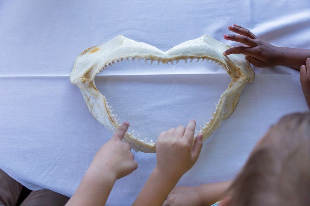 리플리스아쿠아리움오브머틀 비치