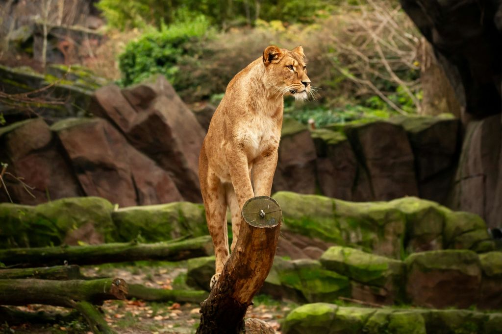 앤트워프 사자 동물원