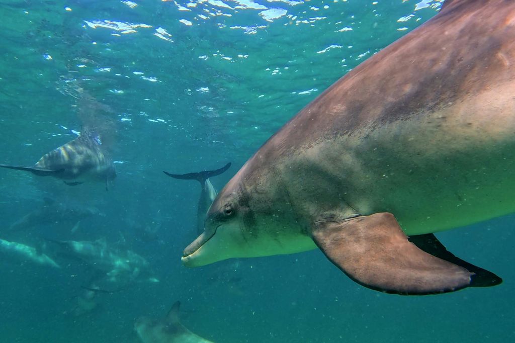번버리 돌고래를 만나보세요