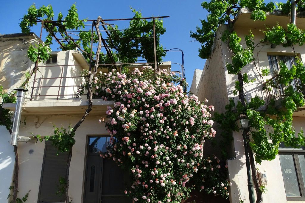 라시티 고원의 주택