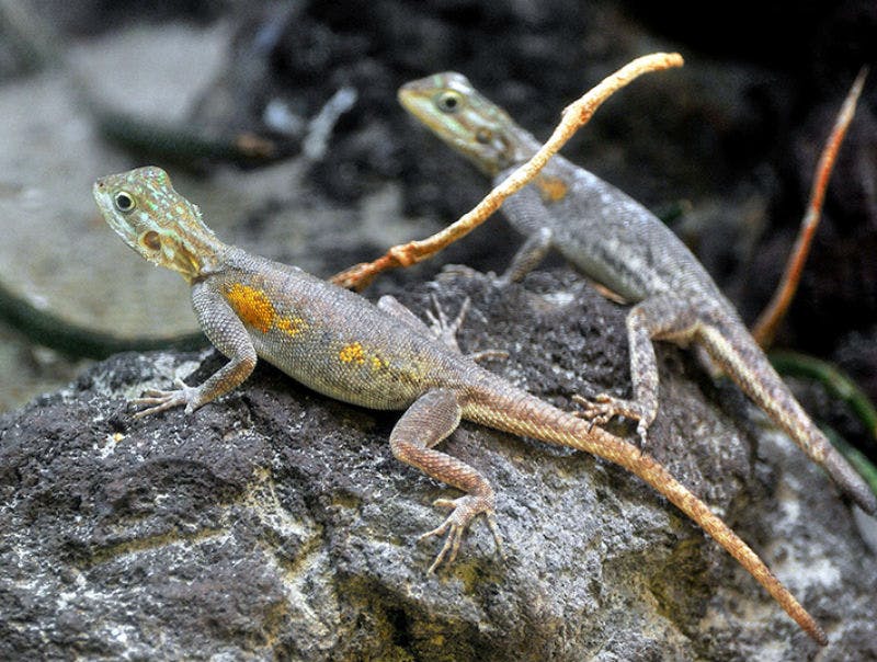 자연스러운 배경이 흐릿한 바위 표면에 주황색 자국이 있는 도마뱀 두 마리가 자리잡고 있습니다.