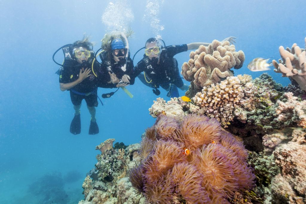 맑고 푸른 바다에서 다양한 해양 생물을 만날 수 있는 다채로운 산호초 근처의 수중 스쿠버 다이버 3명.