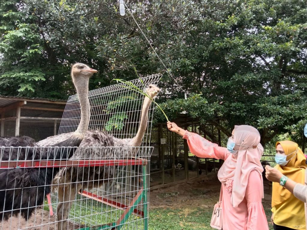 Port Dickson Ostrich Show Farm에서 가족 먹이주기 시간을 즐기세요.