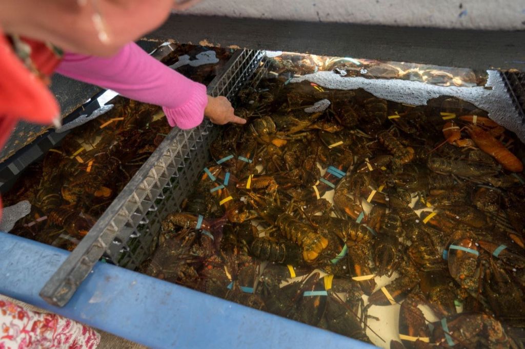 탱크에서 랍스터를 가리키는 사람으로, 각 랍스터는 발톱에 색깔이 있는 고무 밴드를 가지고 있습니다.