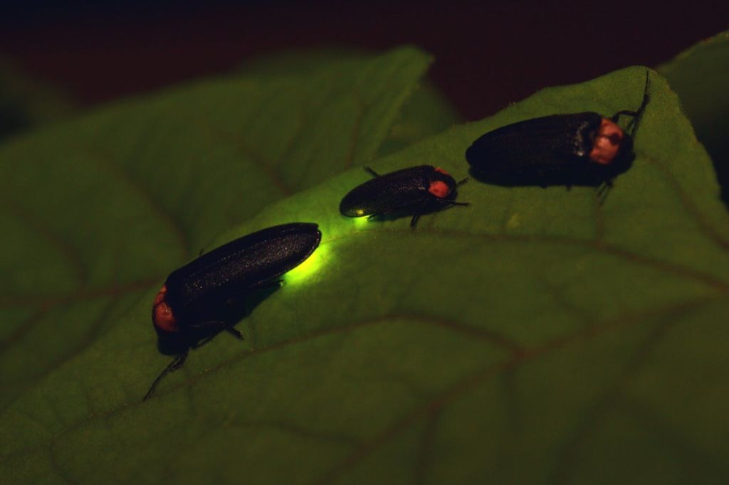 휴가 중인 반딧불이