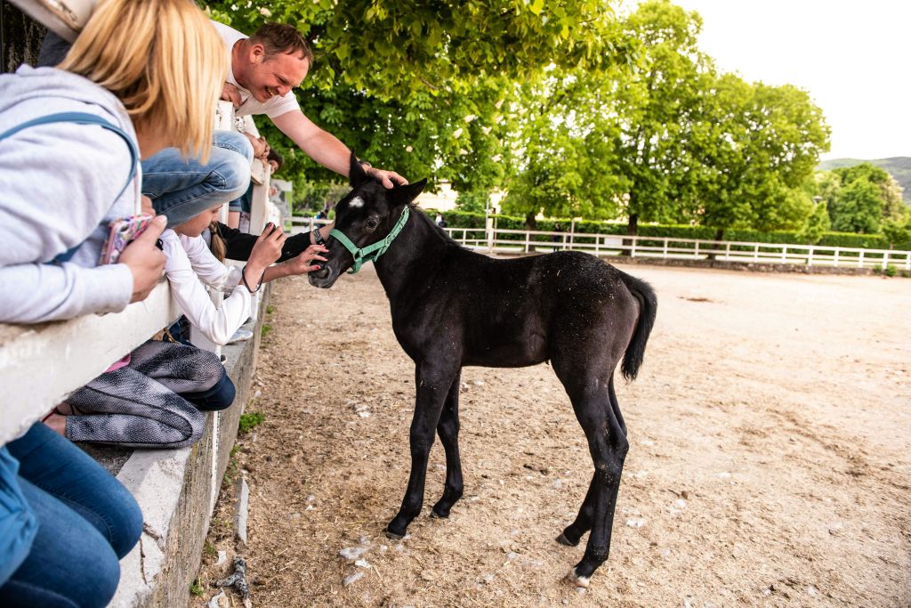 나무와 모래가 깔린 야외 공간에서 어린 당나귀를 울타리 위로 쓰다듬는 사람들.