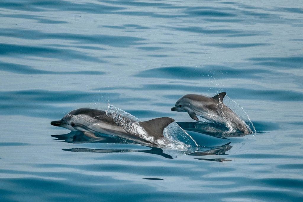 사타야 스피너 돌고래 마르사알람