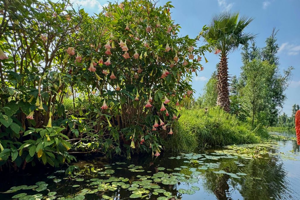 소치밀코 운하와 수련