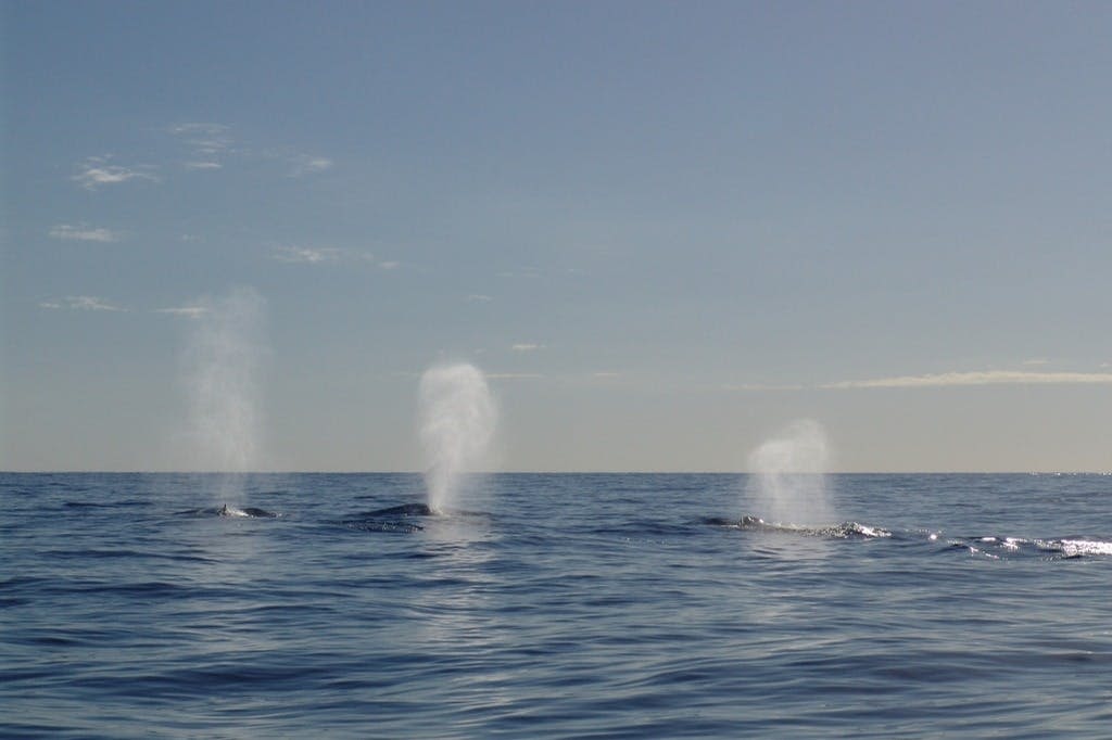 선샤인 코스트에서 즐기는 혹등고래 이동 - 래프팅 어드벤처