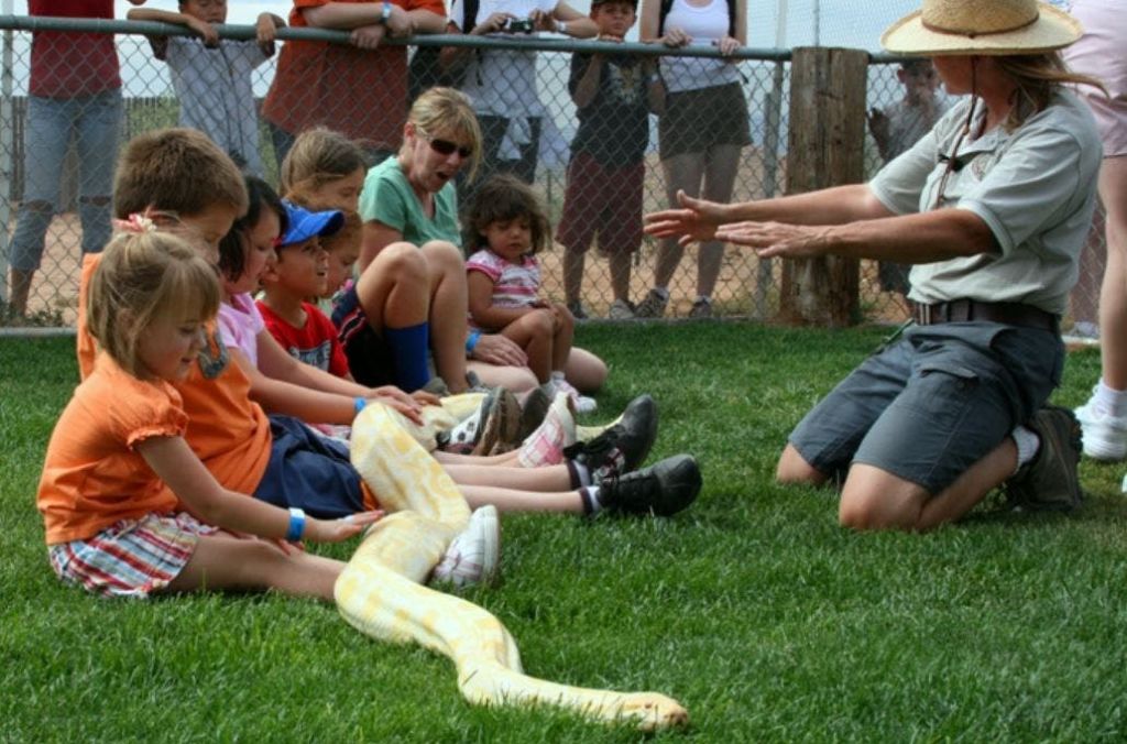 풀밭에 앉아 줄을 서서 무릎을 가로지르는 커다란 노란 뱀을 만지는 아이들. 어른과 울타리를 배경으로.