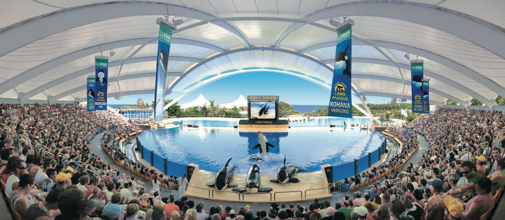 로로 파르케 (Loro Parque) 의 대형 텐트 아래에서 오카 쇼가 펼쳐지며, 오카가 수영장에서 묘기를 부리고 관중들이 지켜보고 있습니다.
