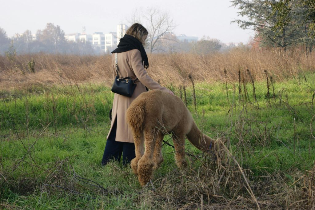 황갈색 코트와 검은색 스카프를 두른 사람이 잔디밭에서 갈색 알파카를 걷고 있습니다. 멀리 떨어진 건물과 나무를 배경으로 말이죠.