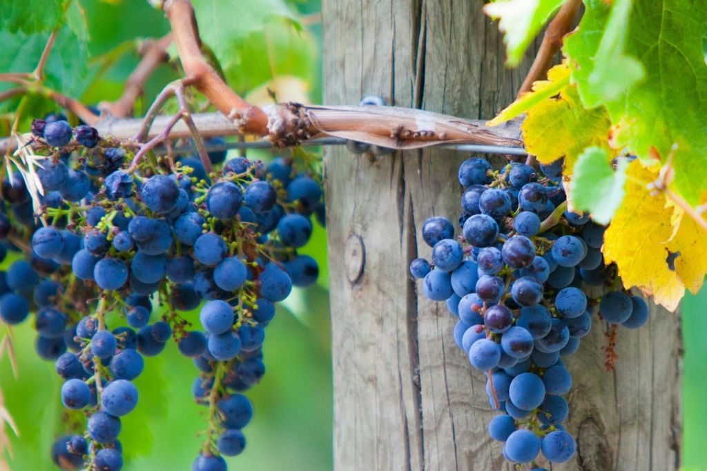 와인 포도