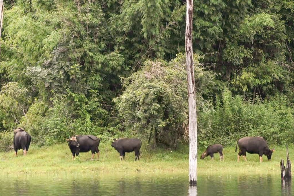 "야생 속으로: 자유롭게 돌아다니는 들소와 물소 떼를 만나보세요"