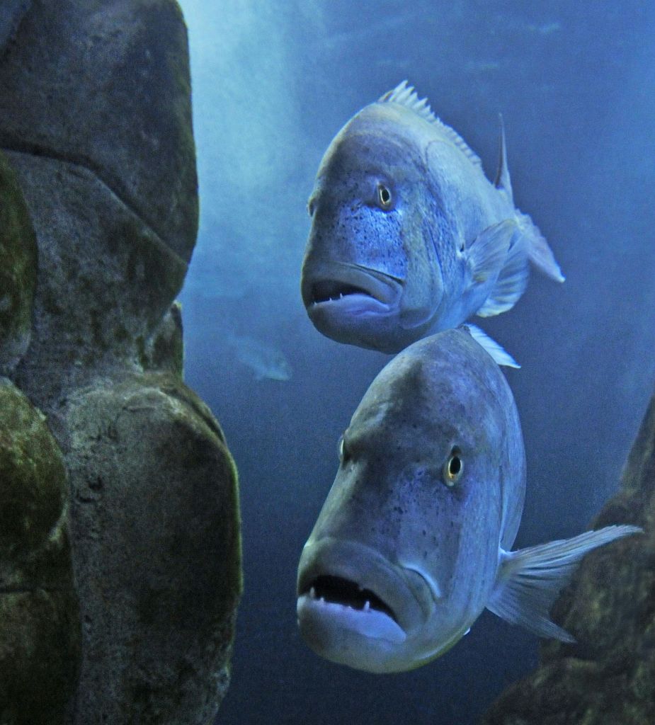 두 마리의 커다란 물고기가 바위가 많은 구조물 사이의 푸른 수중 환경에서 헤엄치고 있습니다.