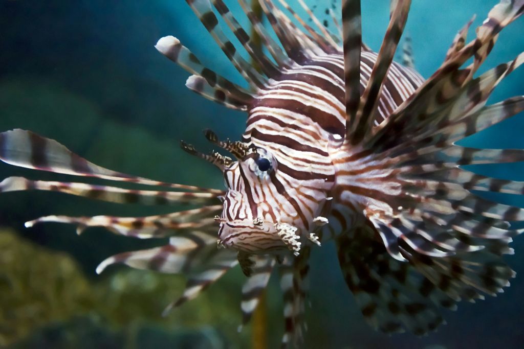 오니리아수족관