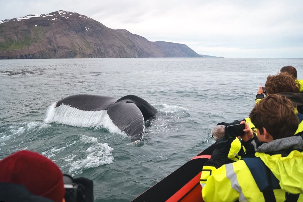 아이슬란드 북부 후사비크에서 즐기는 리브 스피드 보트 투어