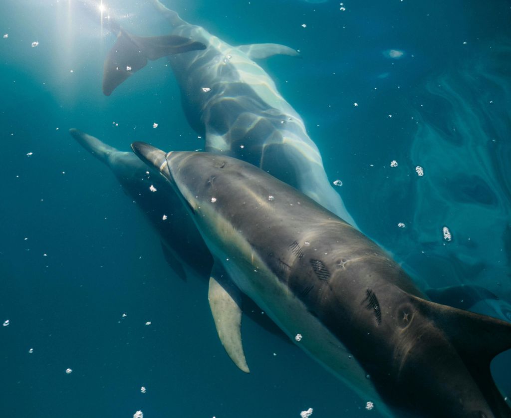 반사와 기포가 있는 푸른 물로 둘러싸인 두 마리의 돌고래가 물속에서 헤엄치고 있습니다.