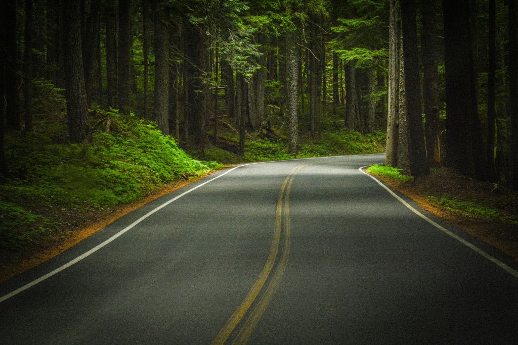 노란색 선이 이중으로 그려진 굽이진 도로가 빽빽하고 푸른 숲을 가로지르고 있습니다.