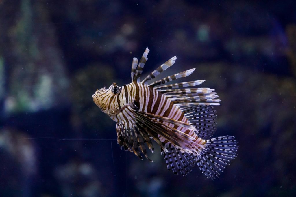 아틀란티스아쿠아리움