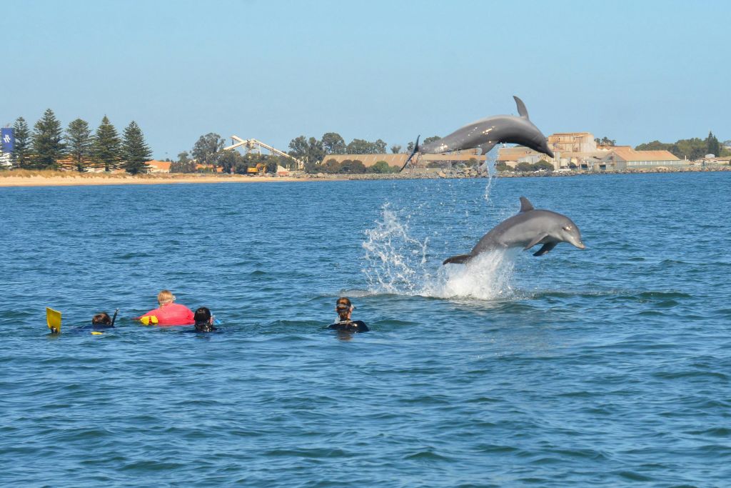 친근한 번버리 돌고래와 함께 새로운 친구를 사귀세요.